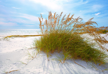 Summer landscape with Sea oats and grass dunes - 58790981