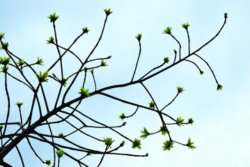 Tree leaf
