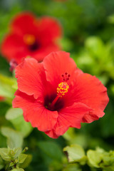 Bermuda Red Hibiscus Flower