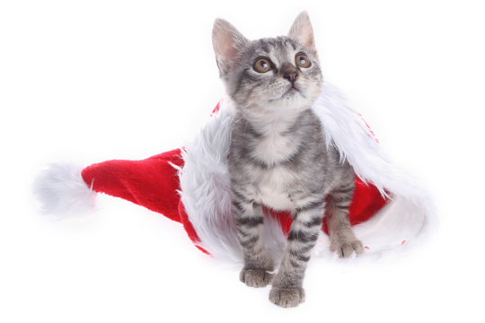 Christmas cat