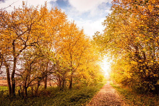 Autumn landscape