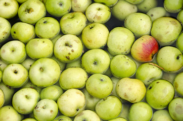 Apples in a water bath