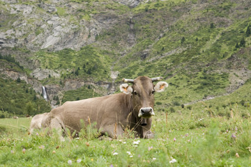 Fototapeta na wymiar Cow Pyrenees