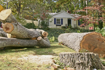 Fototapeta premium Remains of the Old Oak Tree