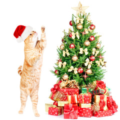 Ginger santa cat and Christmas tree.
