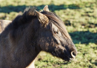 Fototapeta premium Dülmener Wildpferd