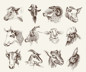 head of farm animals