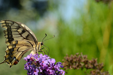 schwalbenschwanz grossansicht