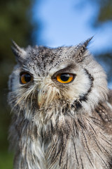 Owl with bright eyes