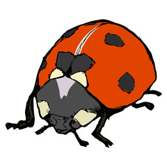 ladybird © Perysty