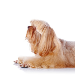 Naklejka premium Portrait of a beige decorative doggie.