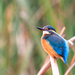 bird