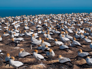 Gannet colony