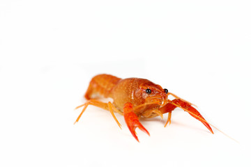 Red crawfish a