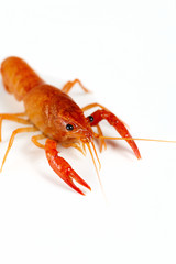 Red crayfish