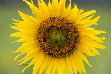 Heart of sunflower