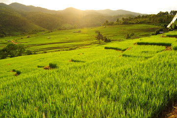 Fototapeta premium Paddy Rice Fields in Green Season