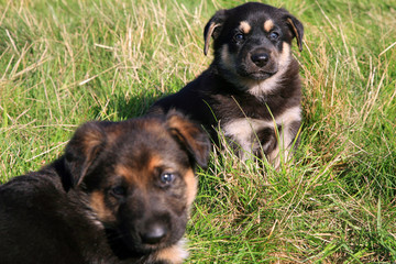 Two puppies, mongrel, sitting on the grass.