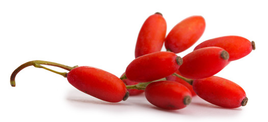 ripe barberries on branch isolated white