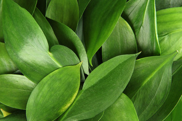 Naklejka na ściany i meble beautiful green leaves, close up