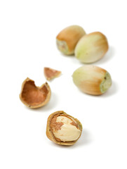 fresh hazelnuts
