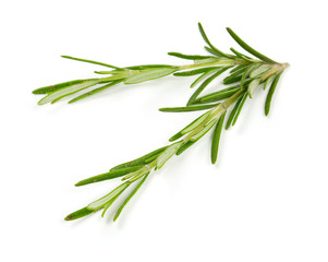 Fototapeta premium rosemary isolated on white