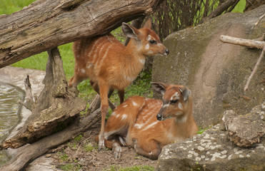 Sitatunga