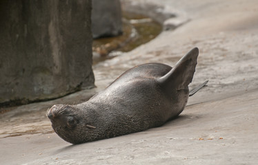 Brown fur seal
