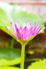 Close up of beautiful violet lotus water lily,Thailand