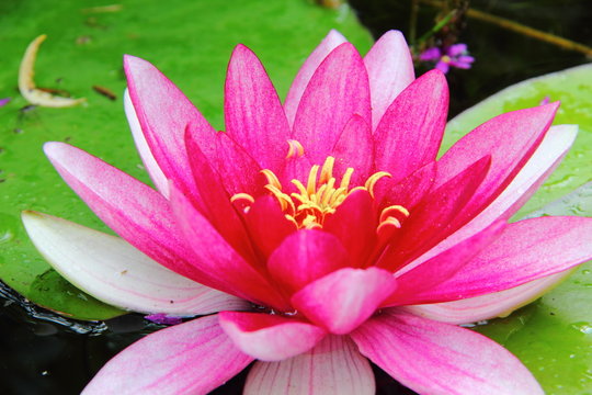 Red waterlily. Nymphea.