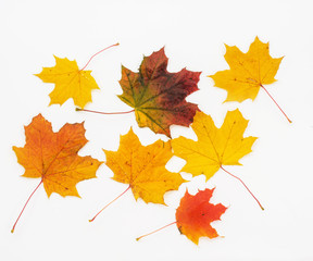 Isolated autumn maple leaves