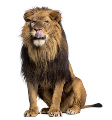 Naklejka premium Lew siedzący, lizanie, Panthera Leo, 10 lat, izolowany