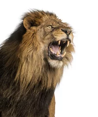 Poster Close-up van een brullende leeuw, Panthera Leo, 10 jaar oud, geïsoleerd © Eric Isselée
