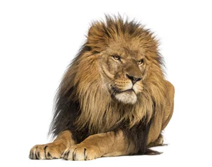 Crédence de cuisine en verre imprimé Lion Lion couché, regardant au loin, Panthera Leo, 10 ans