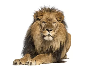 Poster Leeuw liggend, geconfronteerd met, Panthera Leo, 10 jaar oud, geïsoleerd © Eric Isselée