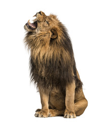 Lion rugissant, assis, Panthera Leo, 10 ans, isolé