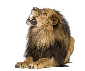 Cercles muraux Lion Lion couché, rugissant, Panthera Leo, 10 ans, isolé