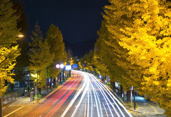 いちょう並木　夜景