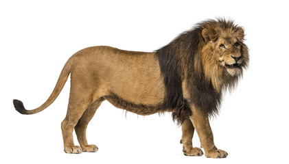 Obraz premium Side view of a Lion standing, roaring, Panthera Leo