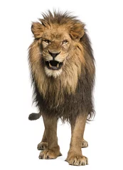 Fotobehang Vooraanzicht van een brullende leeuw, staande, Panthera Leo © Eric Isselée