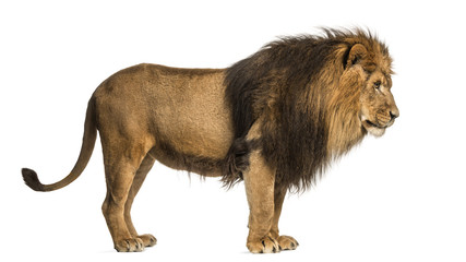 Side view of a Lion standing, Panthera Leo, 10 years old