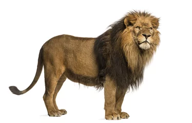 Fotobehang Zijaanzicht van een staande leeuw, Panthera Leo, 10 jaar oud © Eric Isselée