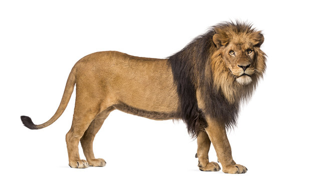 Side view of a Lion standing, looking at the camera
