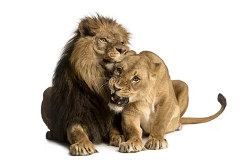Papier Peint photo Lion Lion and lioness cuddling, lying, Panthera leo, isolated