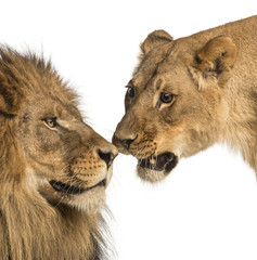 Naklejka premium Close-up of Lion and lioness, Panthera leo, isolated on white