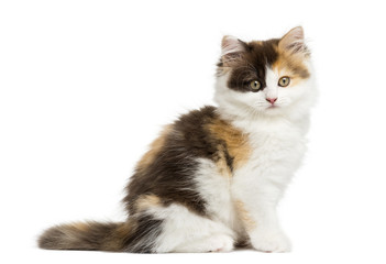 Side view of an Highland straight kitten sitting