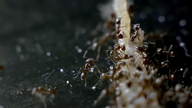 Army of Ants Eating
