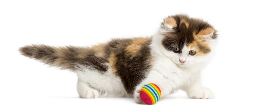 Side view of an Highland straight kitten playing with a ball