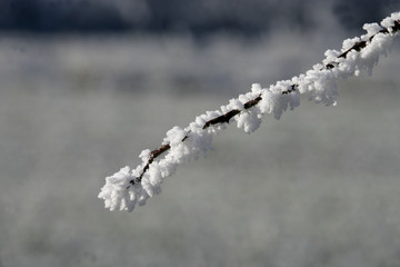 Hoar frost,