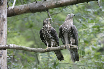 Honey buzzard, Pernis apivorus